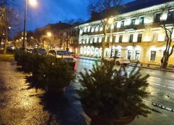 Предновогоднее убранство Кронштадта дополнили ели в вазонах