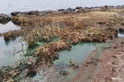 Петербурженка нашла в Кронштадте кладбище моллюсков и зелёную слизь